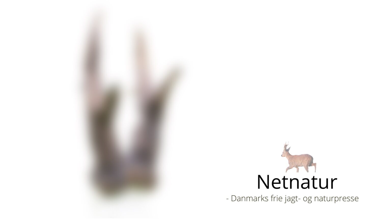 Verdens største råbuk er måske nedlagt af dansk jæger Verdens største råbuk er måske nedlagt af dansk jæger