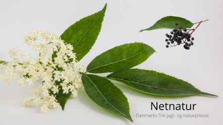 Kend dine vildtplanter: Almindelig Hyld