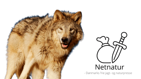 Dusør til ulvejægere