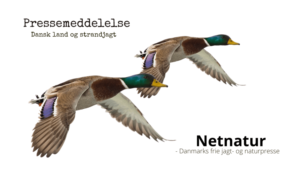 DLS: Ingen udfasning af fuglevildt til jagt