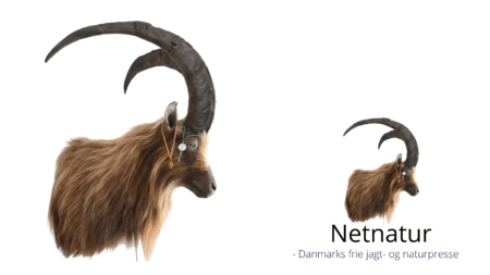 Rødt kort til vildgeders horn Rødt kort til vildgeders horn