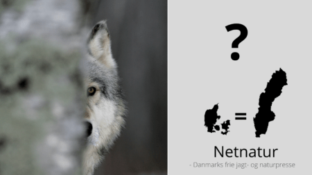 Hvor mange ulve bør der være?