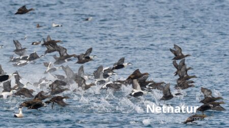 Fugleoptællinger og indberetninger - hvor sikre er de?
