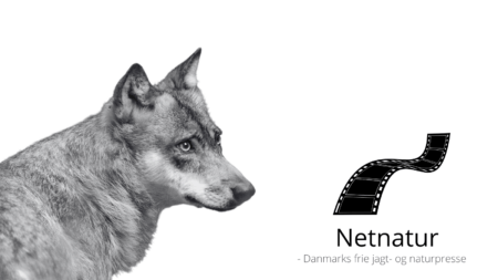 Film: Hvor kom ulvene fra?