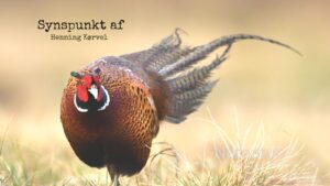 Henning Kørvel: Det koster kassen at røre fasanjagt