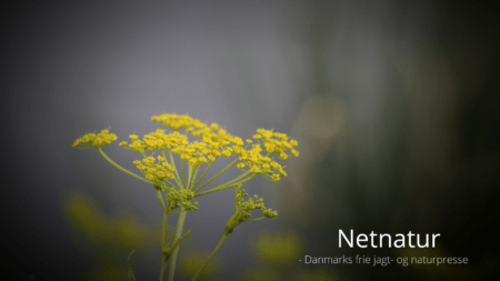 Pas på den vilde pastinak