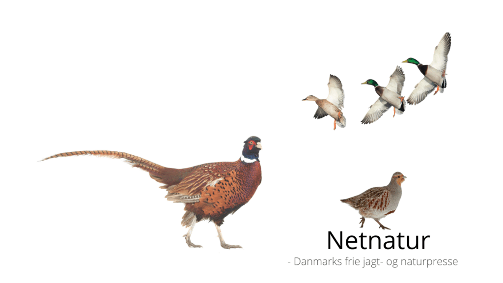 Udsætning af vildt udfases