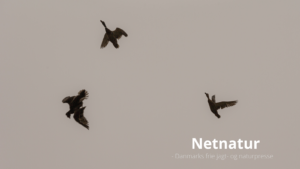 Hvor vil gråandejagten gå hen?