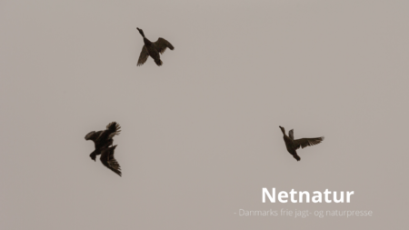 Hvor vil gråandejagten gå hen? Hvor vil gråandejagten gå hen?