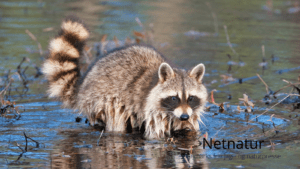 Vaskebjørnen – invasiv og uønsket Vaskebjørnen - invasiv og uønsket