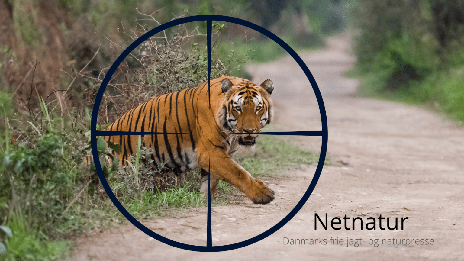 Indien taler om tigerjagt Indien taler om tigerjagt