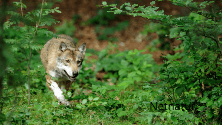 Ny opgørelsesmetode af dansk ulvebestand
