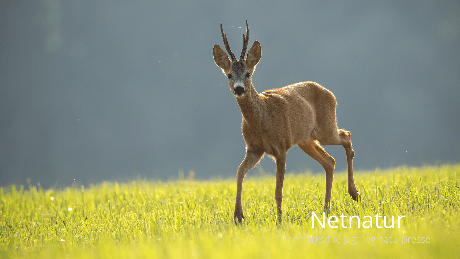 Råvildt: Derfor kan jægerne snakke forbi hinanden