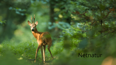 Du kan nu ansøge om privat skovrejsning for 2023 Du kan nu ansøge om privat skovrejsning for 2023