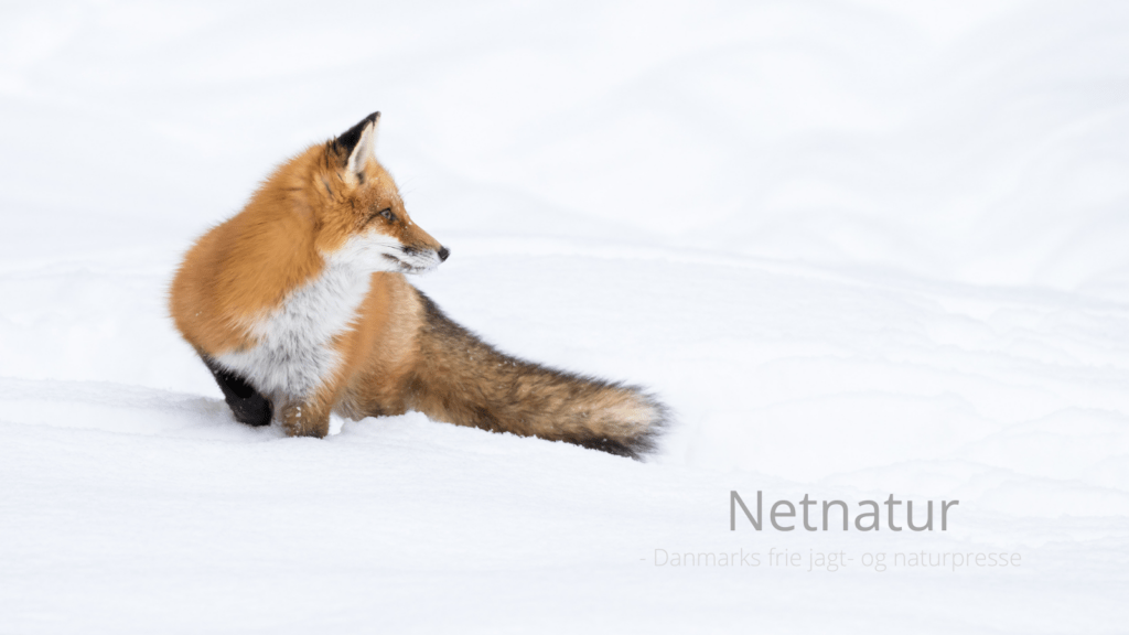 Kaliber .17 HMR og rævejagt