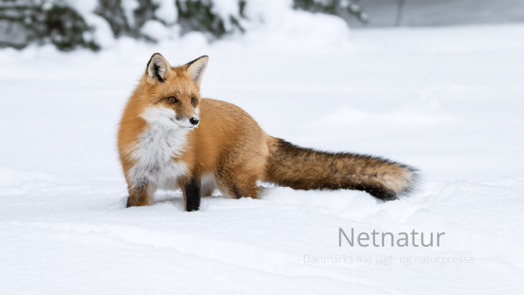 Januar er rolletid for ræve