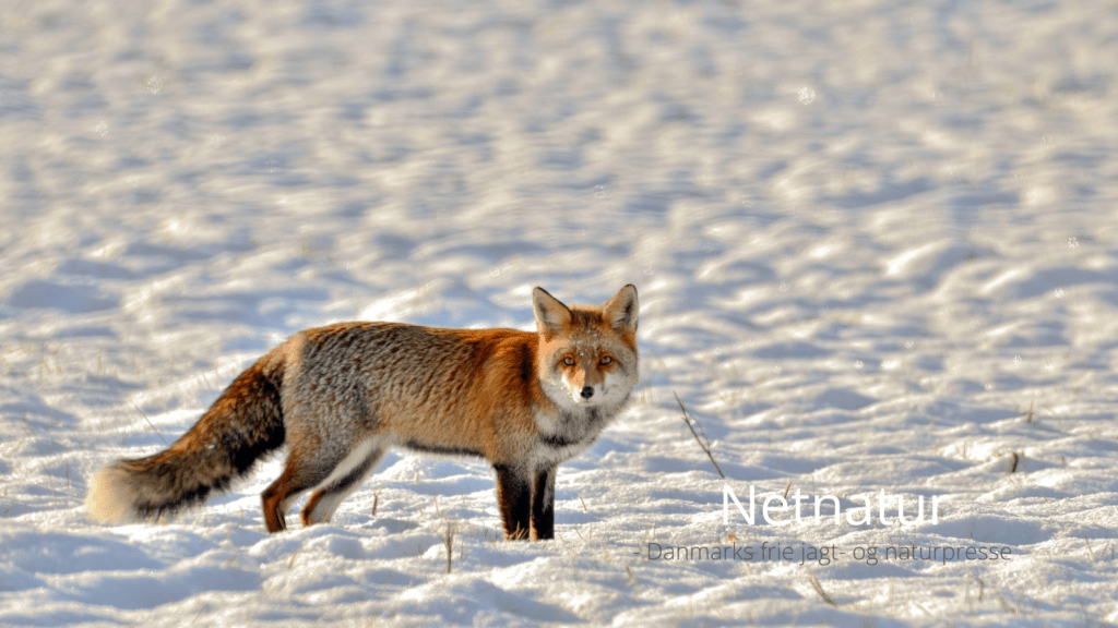 Film viser ræv nedlægge stor sumpbæver