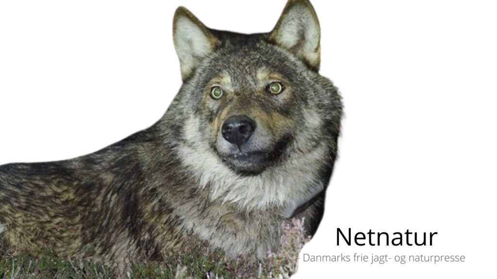 Rødhætteeksperiment med GPS-mærket ulv gik "som forventet"