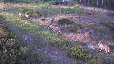 Tre danske ulvepar har fået hvalpe