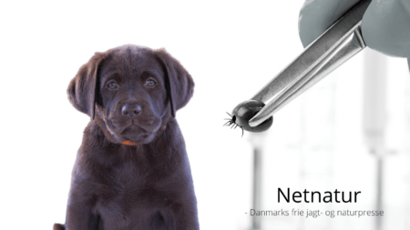 flåt og flåtmidler