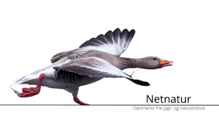 Hvad sker der med gassede gæs?