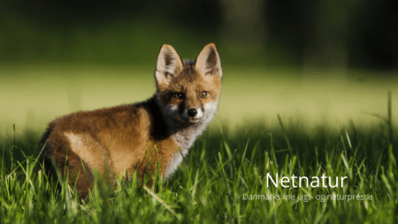 Forenklet ansøgning om regulering