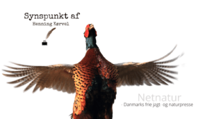 Henning Kørvel: DOF er vendekåbe i forhold til fasaner