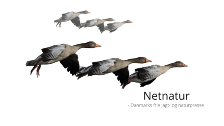 Begrænsningerne for august-jagt på grågås