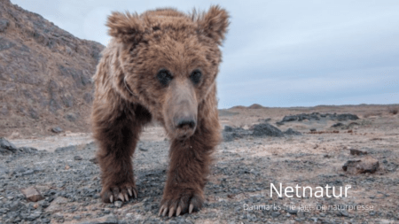 Gobi bjørn - verdens sjældneste bjørn skal reddes