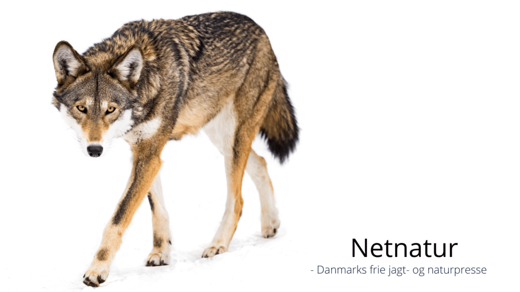 Kritikken strammer til om den borgmester, der gav tilladelse til at skyde en ulv, der havde bidt en hobbylandmand, da han med skovl og høtyv forsøgte at jage ulven væk fra sine får