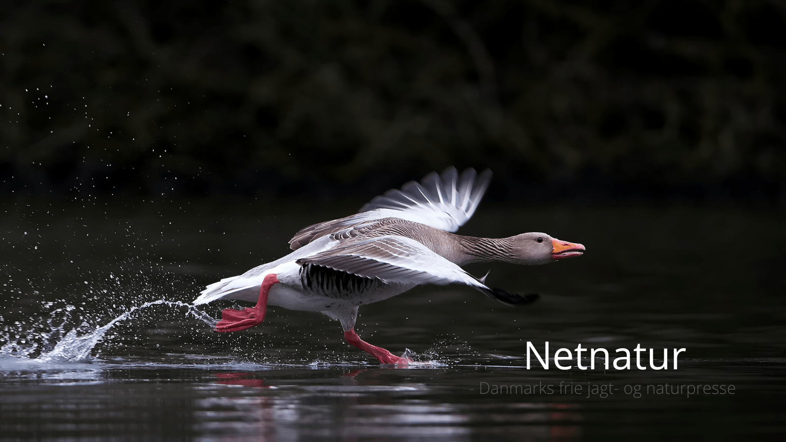 GPS mærket grågås