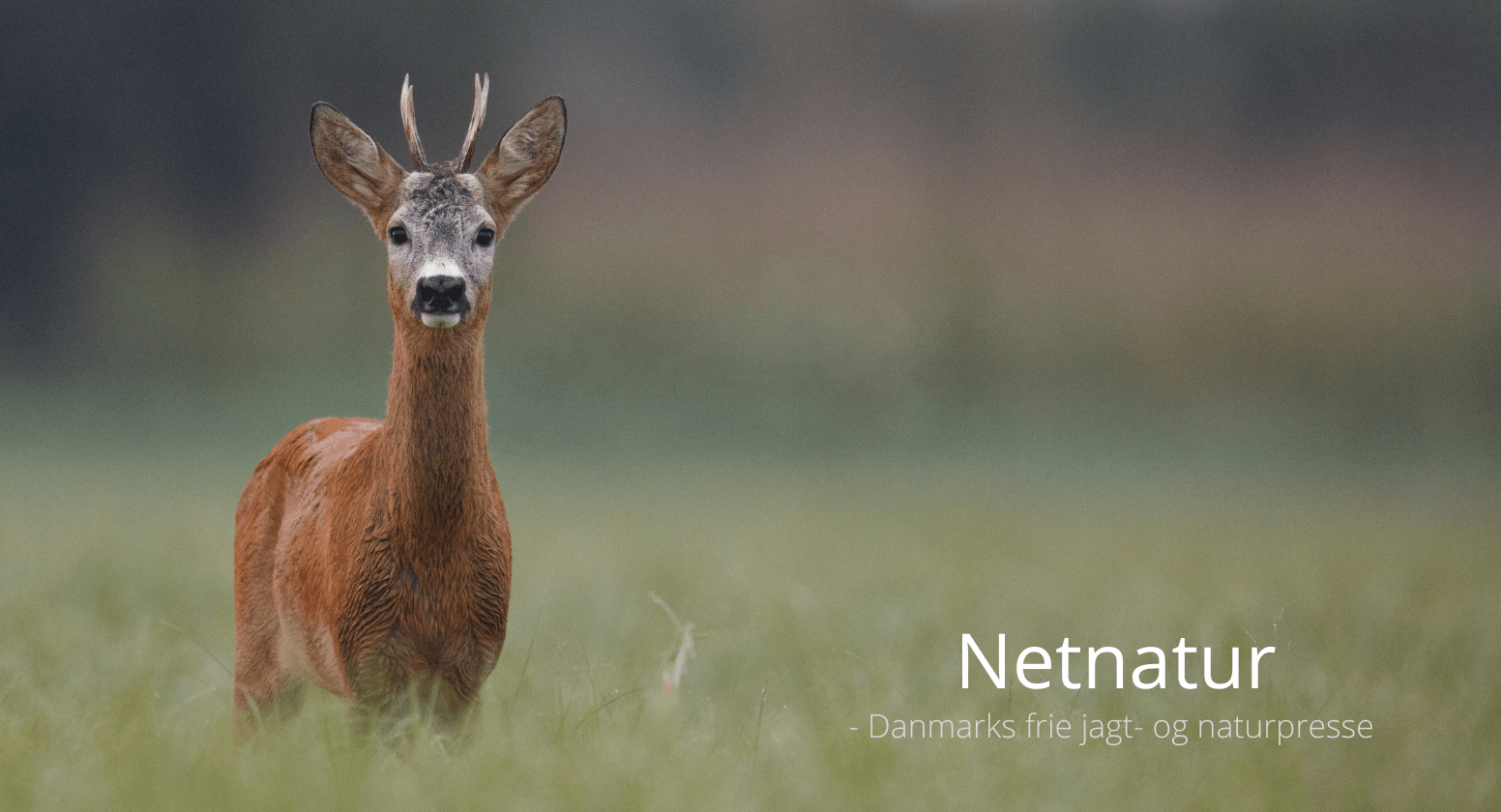 Spidsbuk eller pidsbuk?