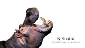 Flodhest skal gøres til truet art