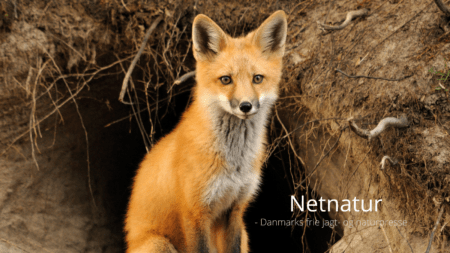 DN vil ændre regler for regulering af ræv