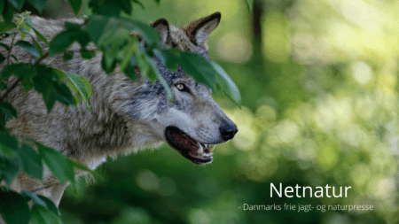 Landmand anmeldt efter han blev angrebet af formodet ulv
