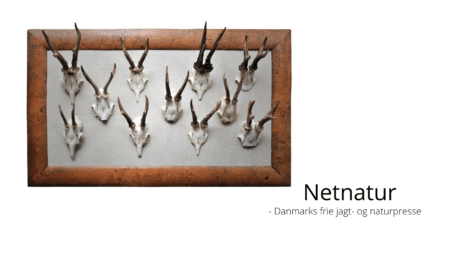 CIC vil bruge trofæer til forskning