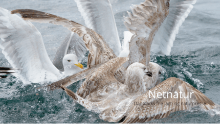 Sultne måger forfalder til kannibalisme Sultne måger forfalder til kannibalisme