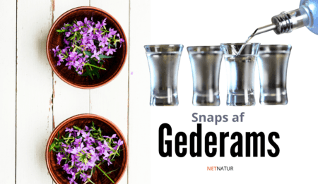 Snaps af almindelig Gederams