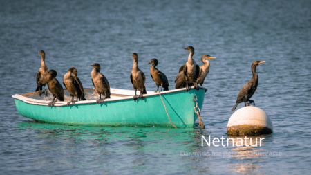 Ynglende skaver i lille fremgang