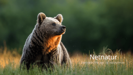 15 årig efter angreb af bjørn: Jeg reddede min fars liv 15 årig dreng efter dramatisk bjørneangreb i Sverige: Jeg reddede min fars liv