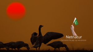 Trækfugle fra Sibirien fravælger Pakistan