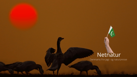 Trækfugle fra Sibirien fravælger Pakistan