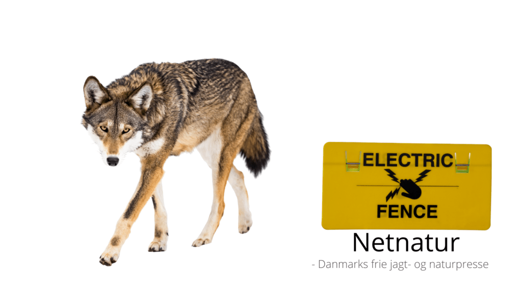 Ulvesikre hegn: Hvem skal betale?