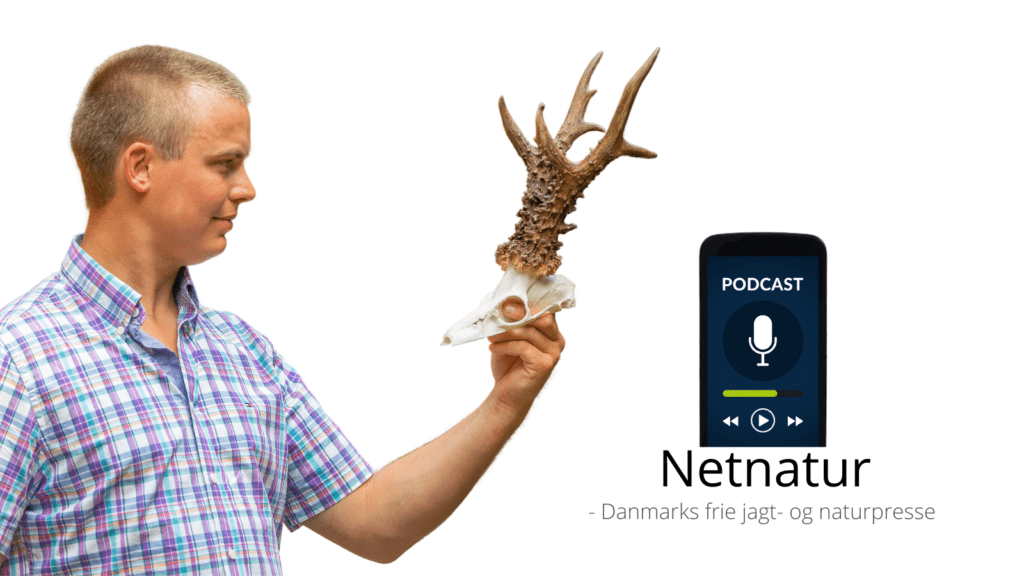 Verdens største råbuk