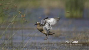 Atlinganden – en langtrejsende trækfugl Atlinganden - den langtrejsende trækfugl