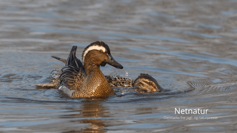 Rekordmange ynglefugle på Tipperne