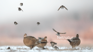 Indfangning af fasaner til æglægning