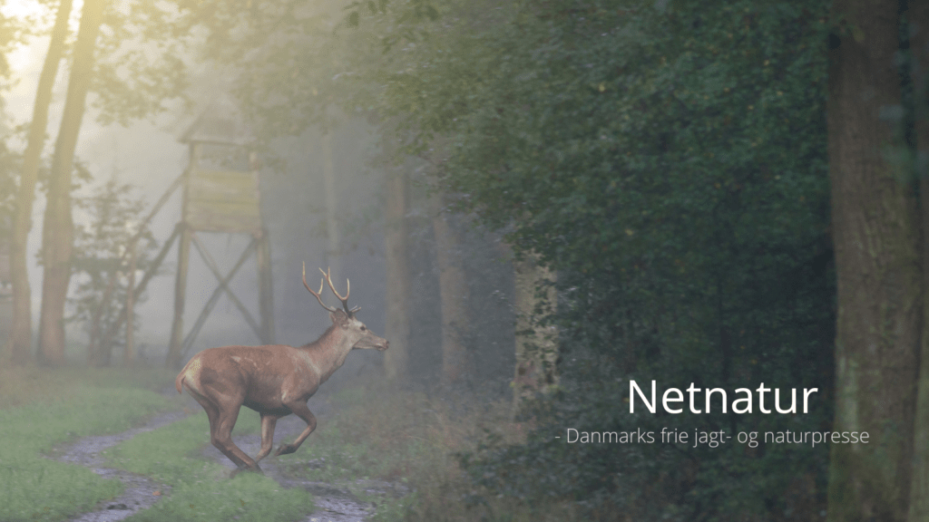 Vildtforvaltningsrådets etiske regler for kronvildtjagt