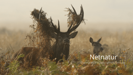 Kommentar om penge- og jagtpolitik