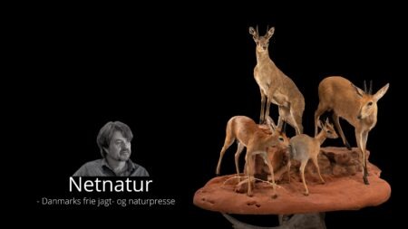 Konservator: Jægerne bør uddannes i kvalitetsvurdering